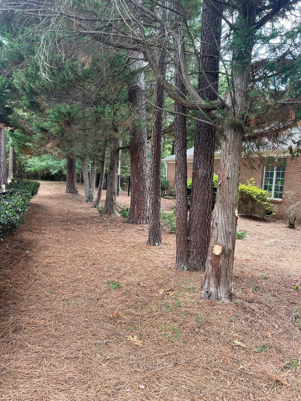Pine Straw Installation